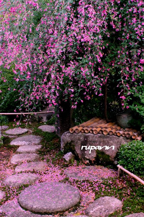 秋の七草の一つ萩の花巡り 京都 石塀小路～ねねの道～常林寺～迎称寺