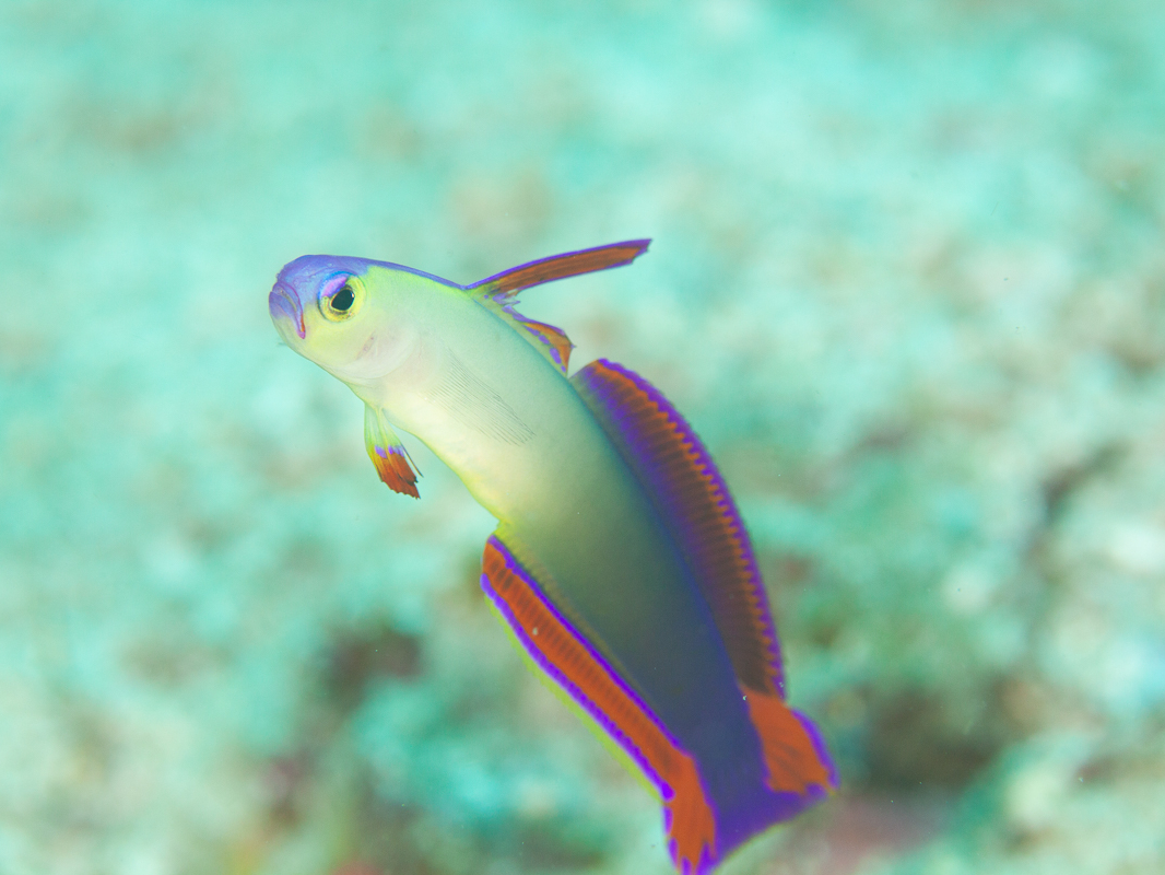 高知・柏島・ファンダイビング／ライセンスカードお持ちの方限定