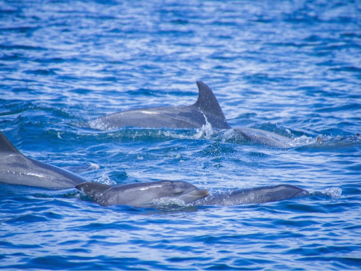 12月~観測率99%♪♪《口之津イルカウォッチング》1年を通して約300頭の