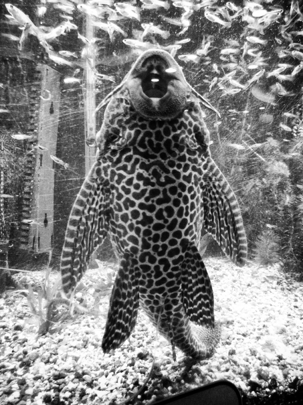 記録58号 - 森山大道 | AKIO NAGASAWA