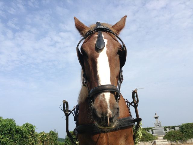 ホースプラン】アクセス・営業時間・料金情報 - じゃらんnet