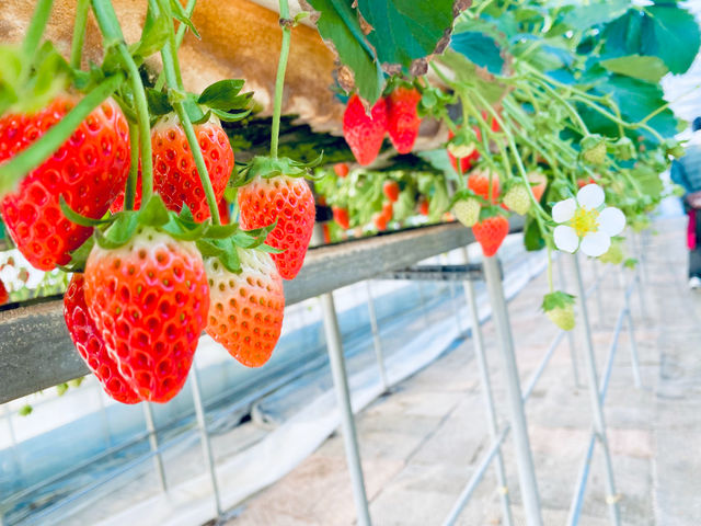 いちごいちえ】予約・アクセス・割引クーポン - じゃらんnet