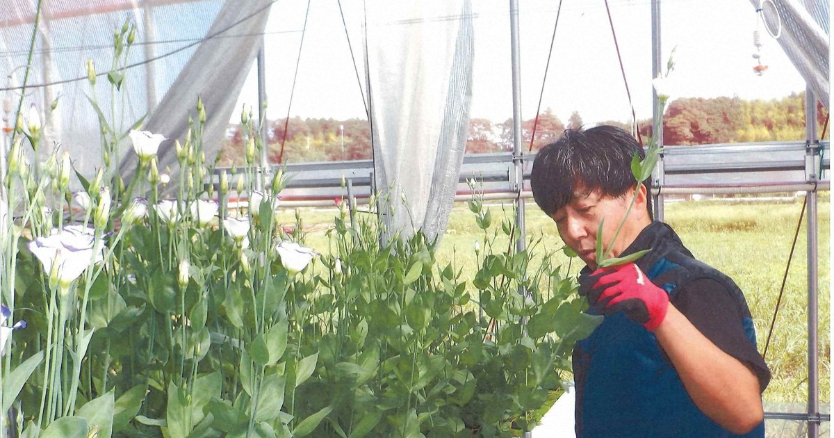 電設会社の努力が“開花” 浪江でトルコギキョウの新品種を栽培 | 毎日新聞