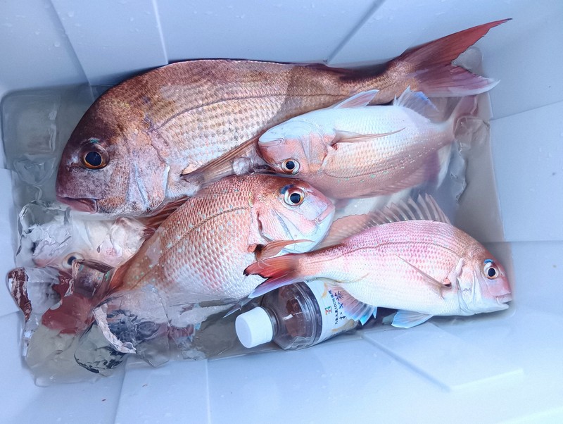 桜鯛」の一歩手前が最高 今だけの「極上マダイ」を高松沖で釣る | 毎日新聞