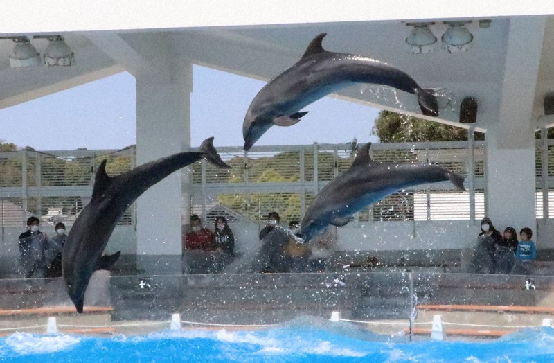 人工授精で誕生したイルカ「アイル」死ぬ 長崎・佐世保の水族館 | 毎日新聞