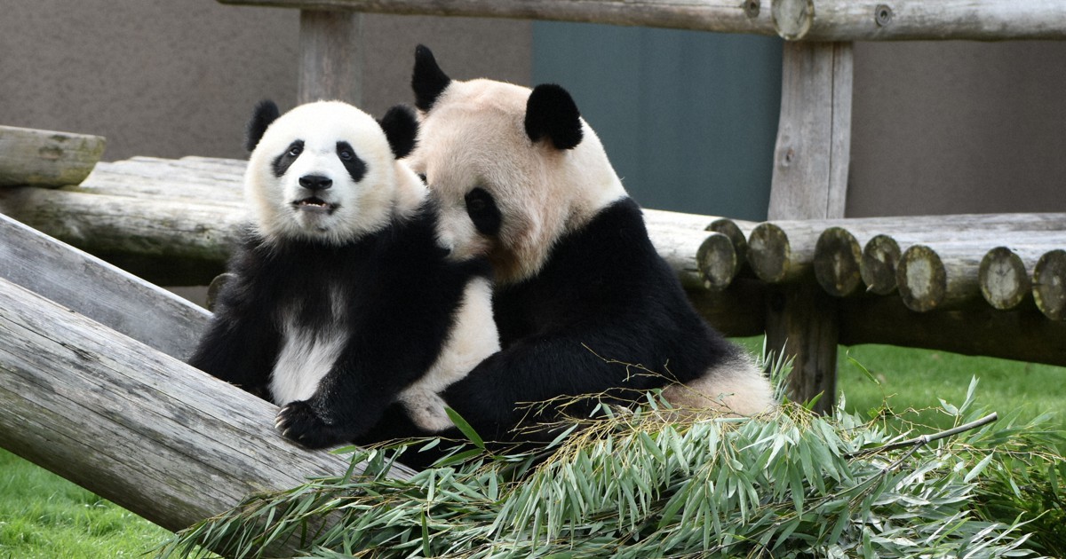 赤ちゃんパンダ楓浜、ママと一緒にお外デビュー 和歌山・白浜 | 毎日新聞