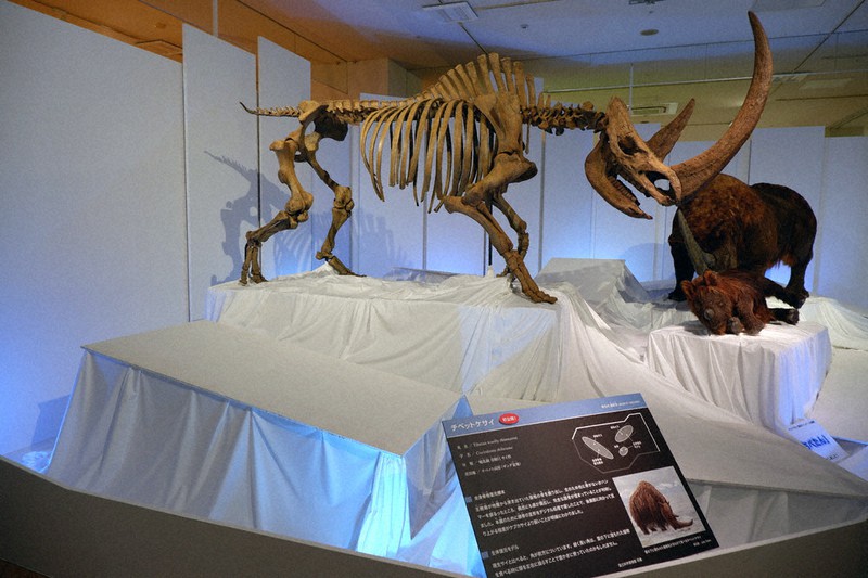 チベットケサイ」の全身骨格復元標本公開 大阪・住之江「化石ハンター