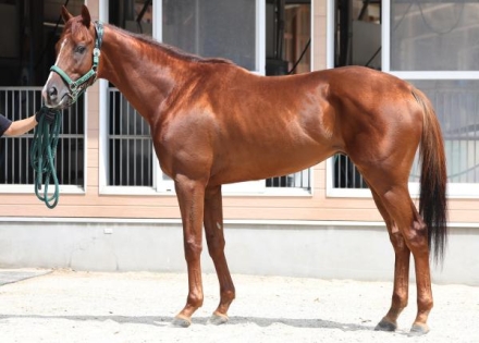 シェイクユアハート (Shake Your Heart) | 競走馬データ - netkeiba