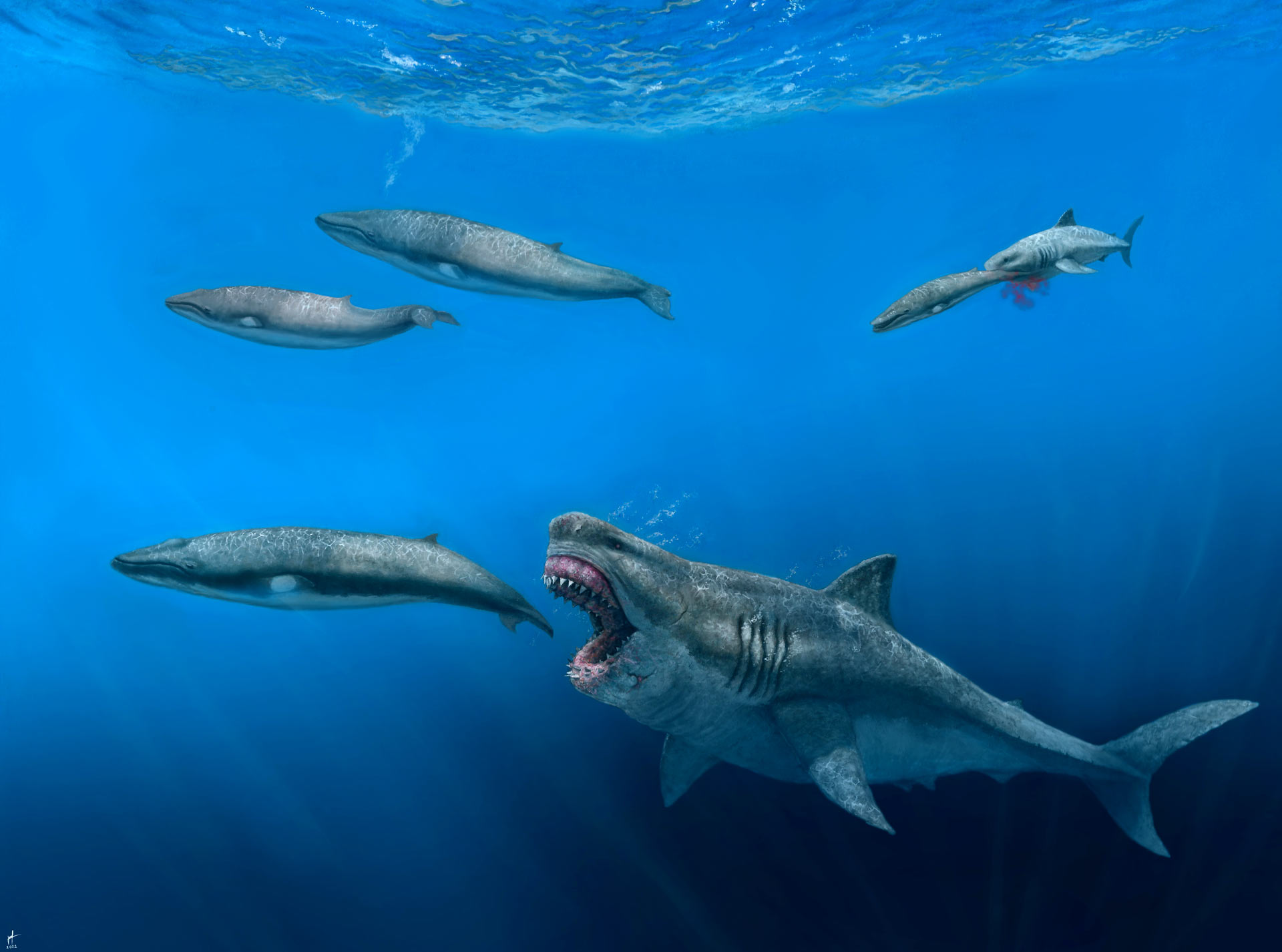 Megalodon was Transoceanic Superpredator, New Research Shows | Sci