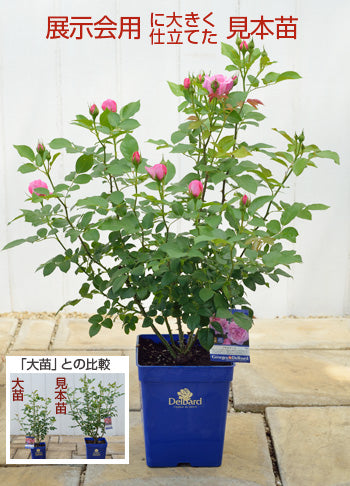 展示会用の見本苗】シャンテ・ロゼ・ミサト（2626M） – はなはなショップ