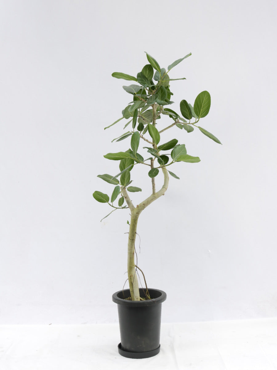 フィカス・ベンガレンシス 8号の通販 | 観葉植物通販AONOKI（あおのき）