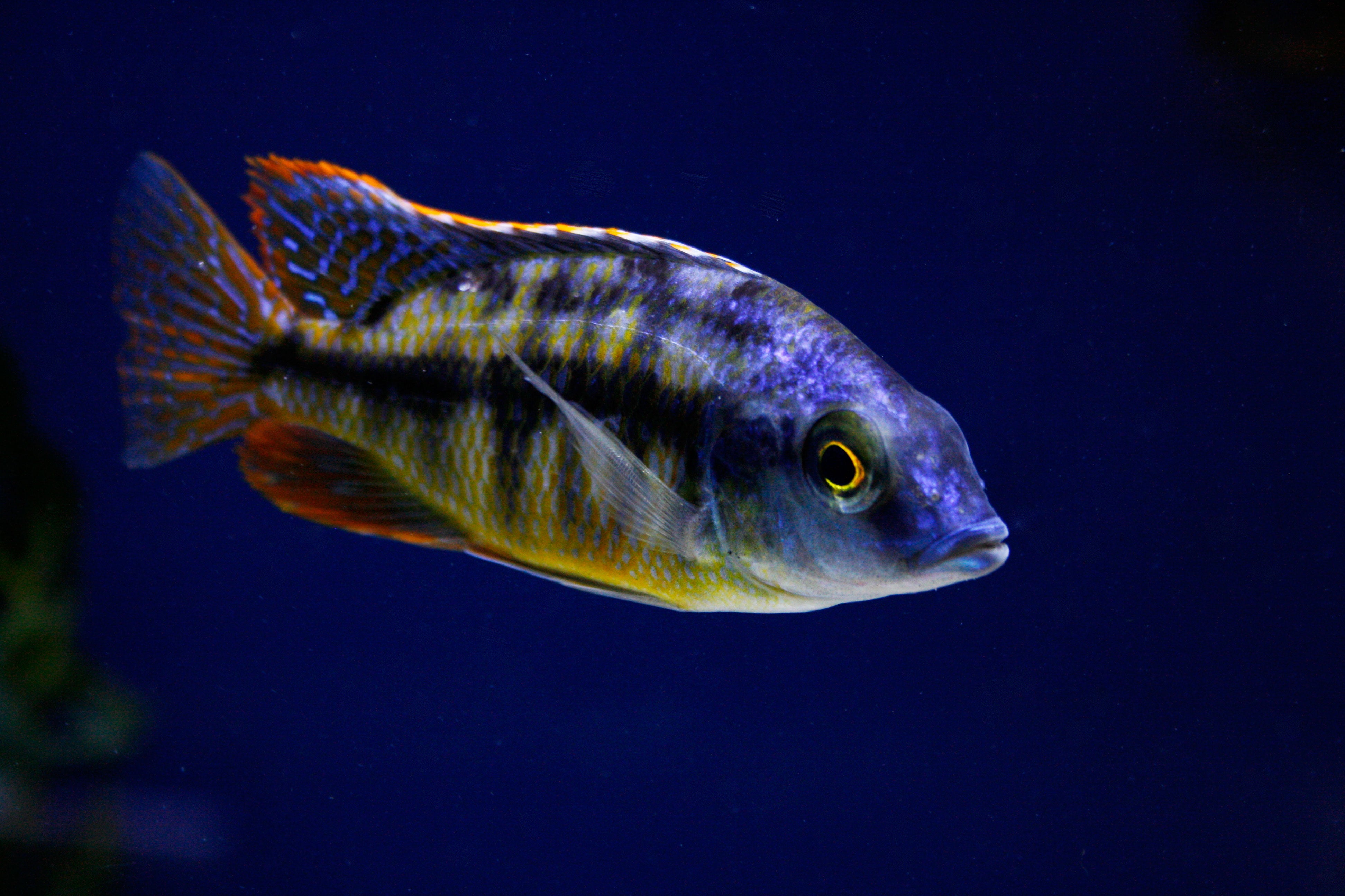 Lake Malawi Cichlids: A Beginner's Guide to Africa's Most Colorful