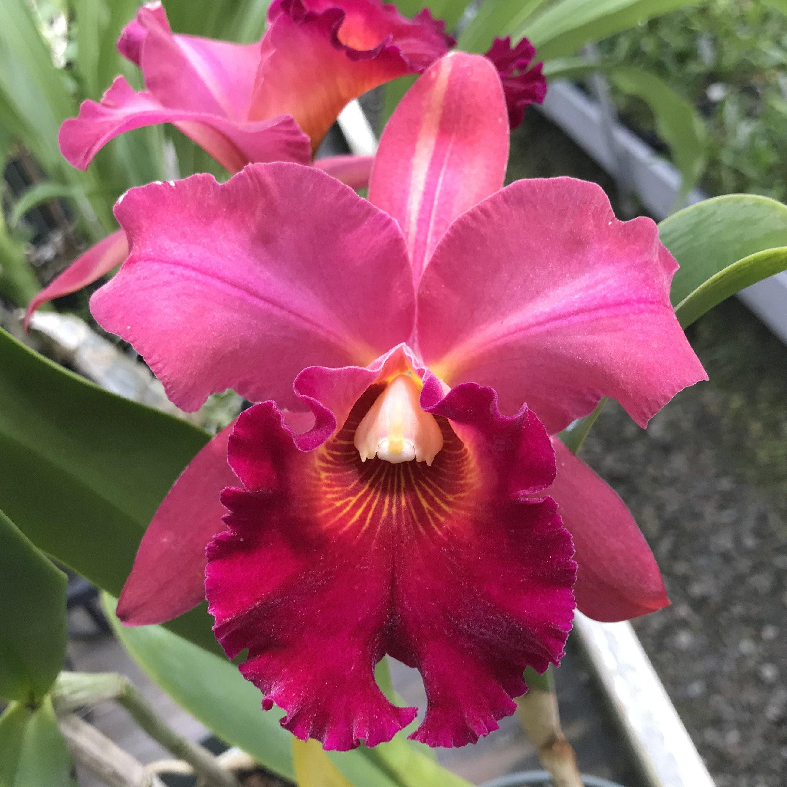 Blc. Mem. Richard Nakanishi (Sunstate Outback x Toshie Aoki `Pizazz' A