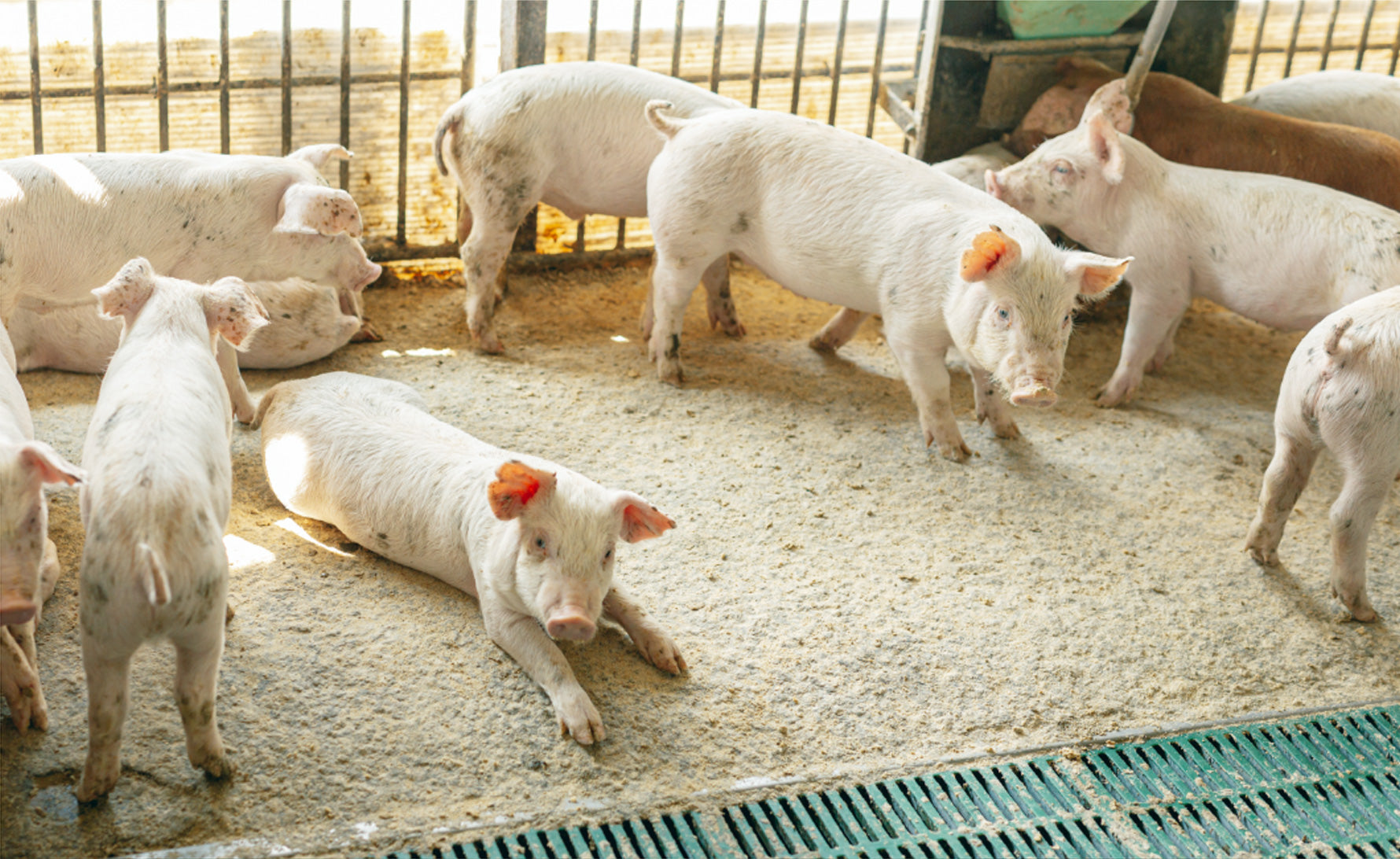 山西牧場 | 農場直送ブランド「三右衛門/3 é mon」とクラフトポーク