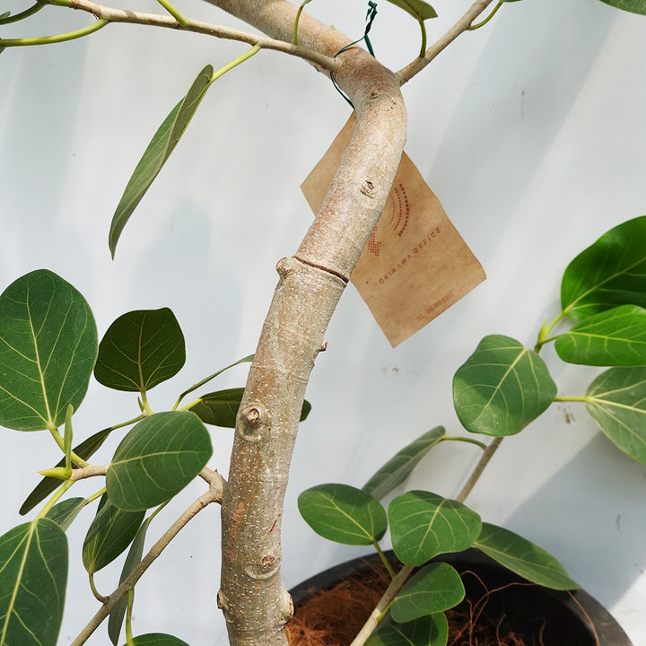 一点物】フィカス・ベンガレンシス 10号 高さ約180cm 沖縄の観葉植物