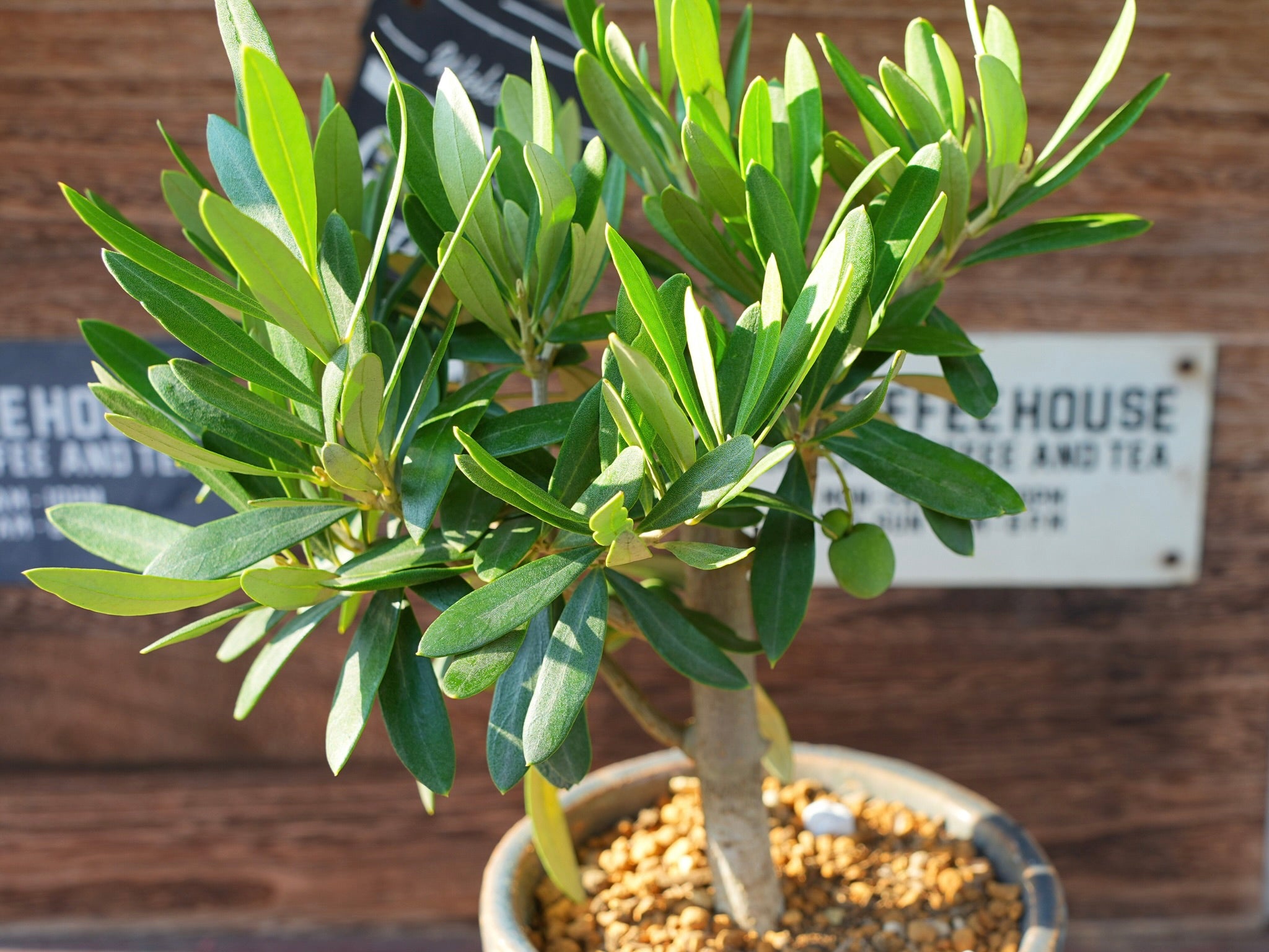 オリーブを挿し木で増やそう！水栽培もできる？成功率を上げるには？