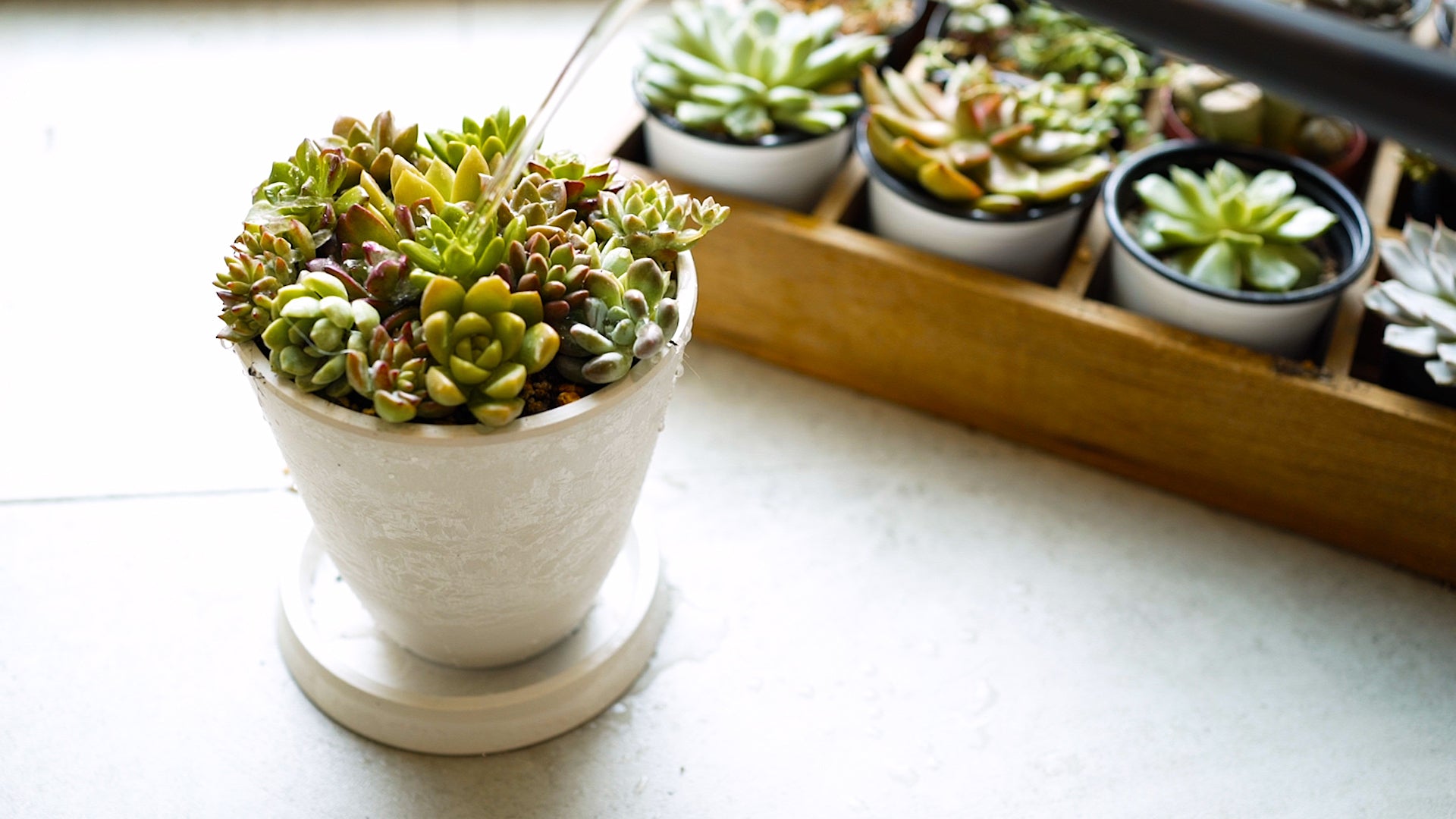 多肉の寄せ植え スタートセット（プラグ苗16個・寄せ植え用鉢・土など