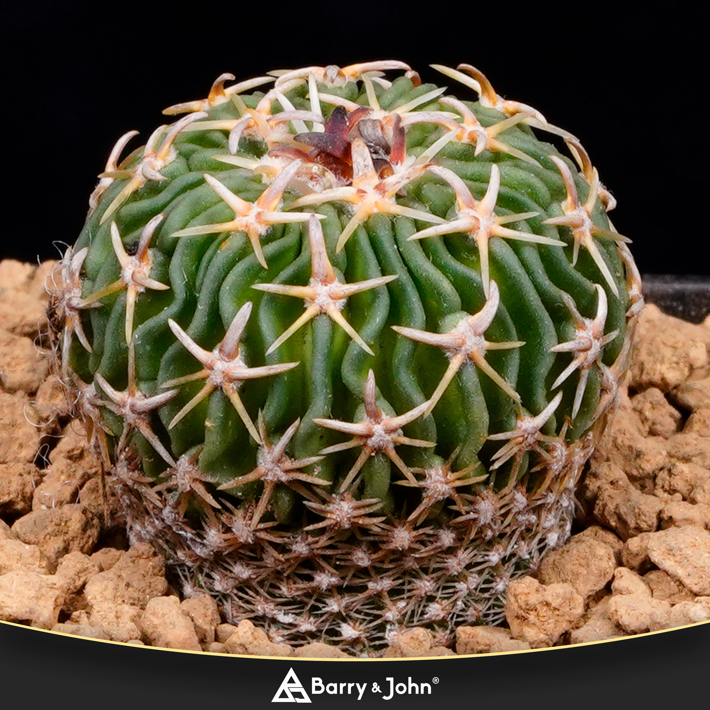 仙人掌｜Cactus – Barry & John