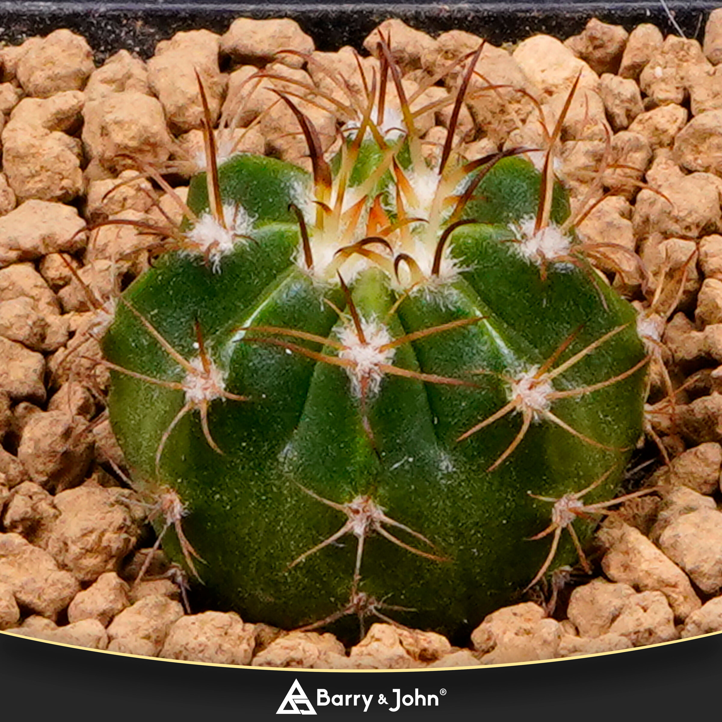 仙人掌｜Cactus – Barry & John