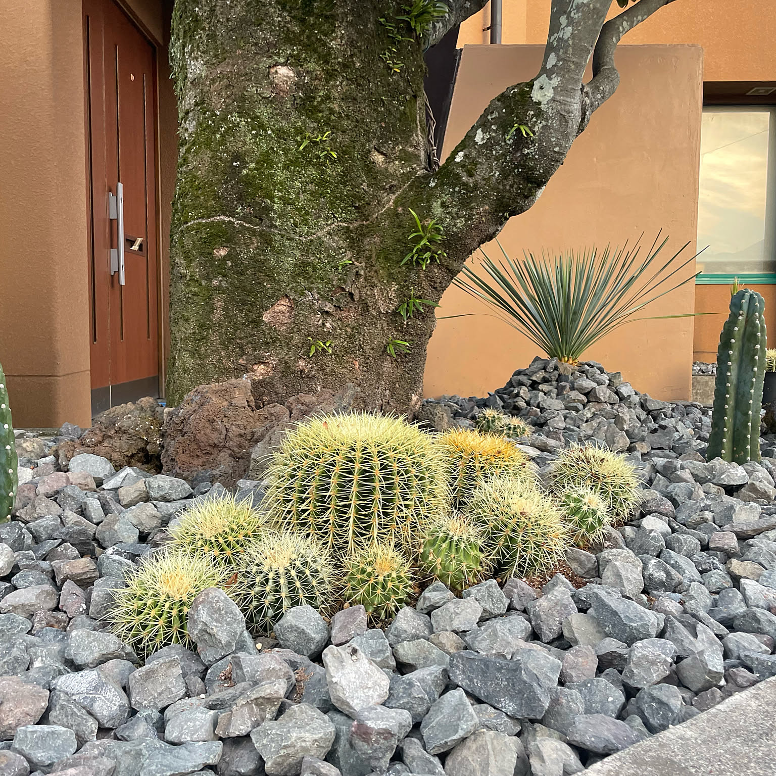 ロックガーデン/金鯱サボテン/ドライガーデンDIY/DIY/満足感の