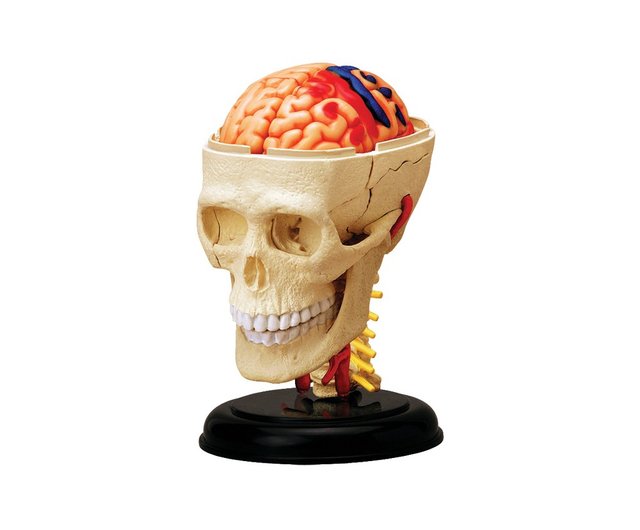 送料無料】台湾 4D脳神経頭蓋骨解剖モデル Mr.Sci科学工場 - Pinkoi