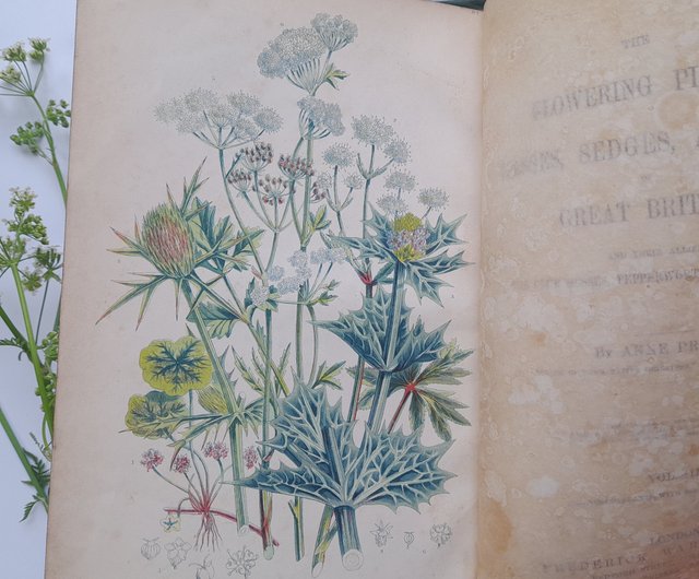 台湾 1873年 アンティー ク印刷の植物図鑑 ヴィクトリア朝の挿絵は