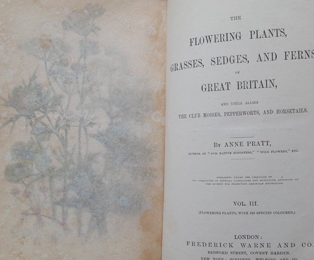 台湾 1873年 アンティー ク印刷の植物図鑑 ヴィクトリア朝の挿絵は