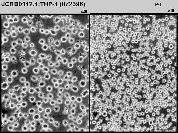 Detailed Information [JCRB0112.1]-