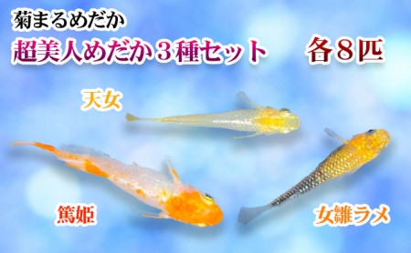 菊まるめだかの【超美人めだか3種セット】計24匹 生き物 メダカ お魚
