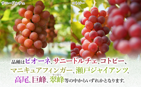 令和8年産先行予約】 シャインマスカット入り 3種おまかせ ぶどう