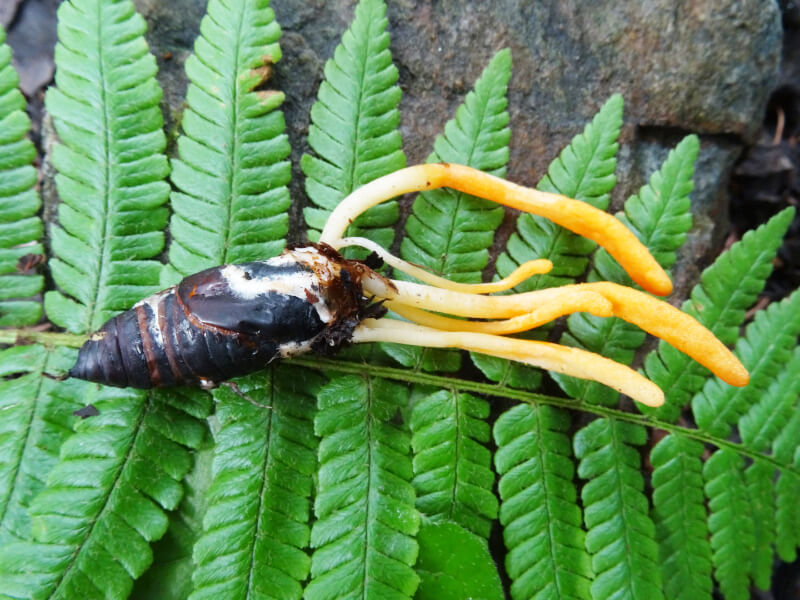 冬虫夏草 Meaning In Japanese - Mazii