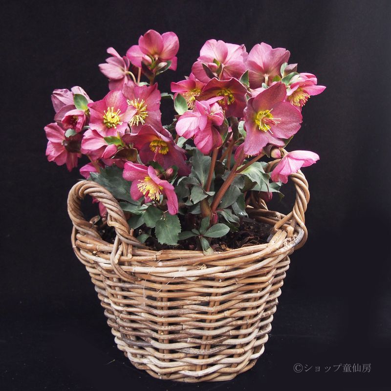 クリスマスローズ,童仙房ナーセリー＆ガーデンのクリスマスローズ,氷の