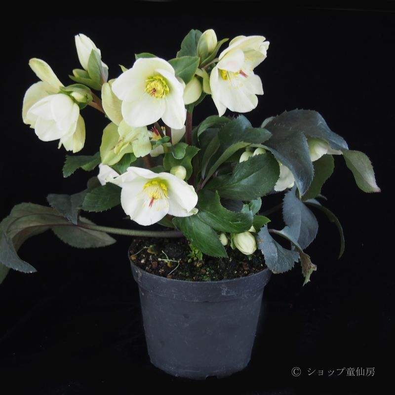 クリスマスローズ氷の薔薇シリーズ6鉢 蕾なし クリスマスローズ氷の