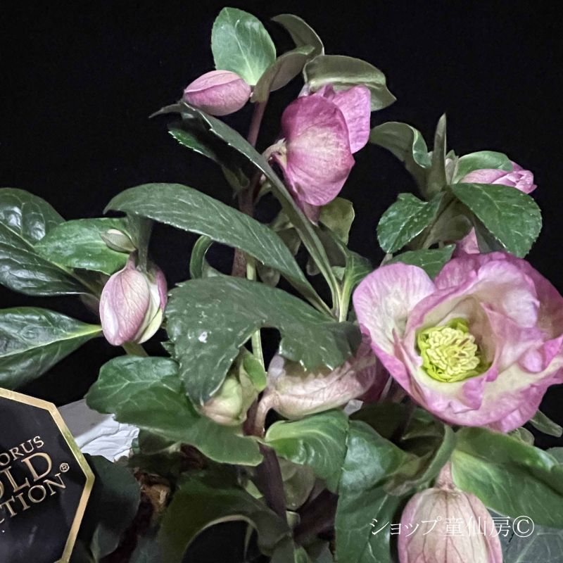 クリスマスローズ,童仙房ナーセリー＆ガーデンのクリスマスローズ,氷の