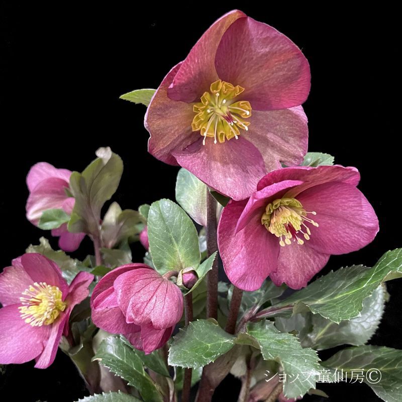 クリスマスローズ,童仙房ナーセリー＆ガーデンのクリスマスローズ,氷の