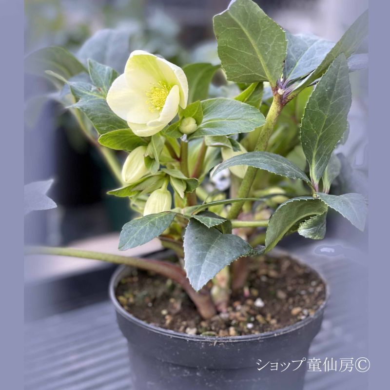 クリスマスローズ,童仙房ナーセリー＆ガーデンのクリスマスローズ