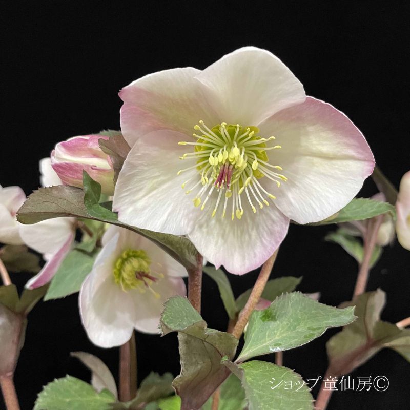 クリスマスローズ,童仙房ナーセリー＆ガーデンのクリスマスローズ,氷の