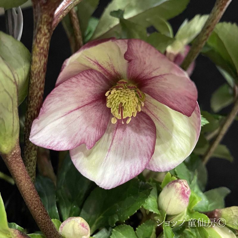 クリスマスローズ,童仙房ナーセリー＆ガーデンのクリスマスローズ,氷の