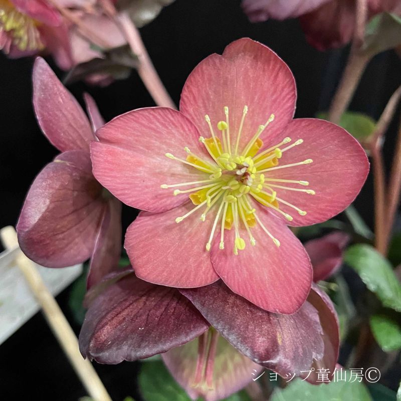 クリスマスローズ,童仙房ナーセリー＆ガーデンのクリスマスローズ,氷の