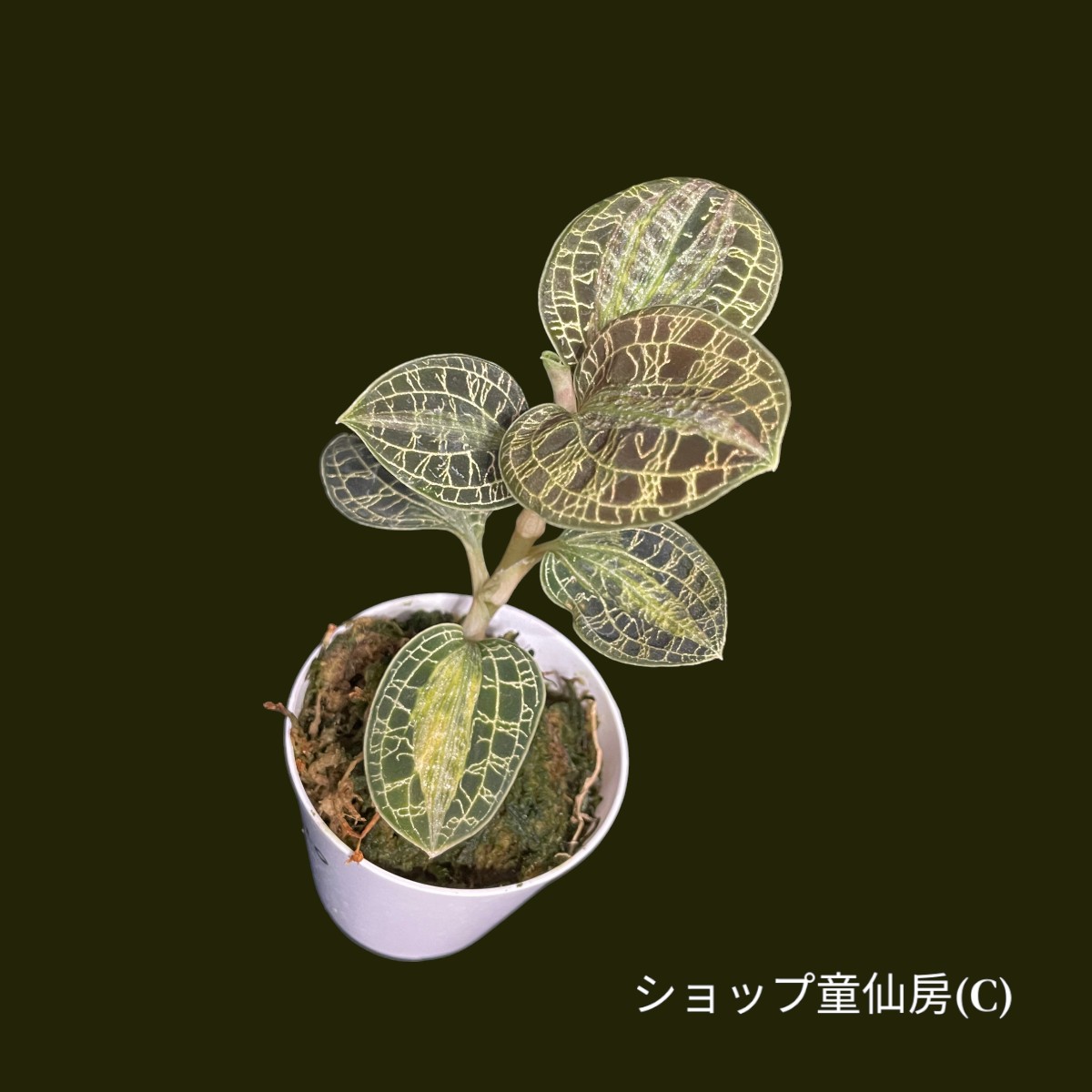 童仙房ナーセリー生産のジュエルオーキッド マコデスペトラ・斑入り