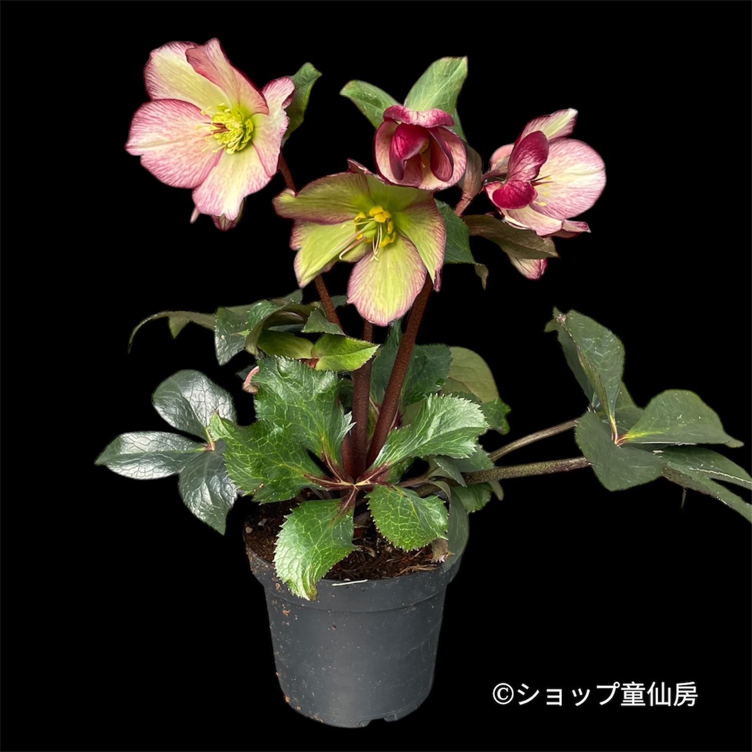 クリスマスローズ,童仙房ナーセリー＆ガーデンのクリスマスローズ,氷の