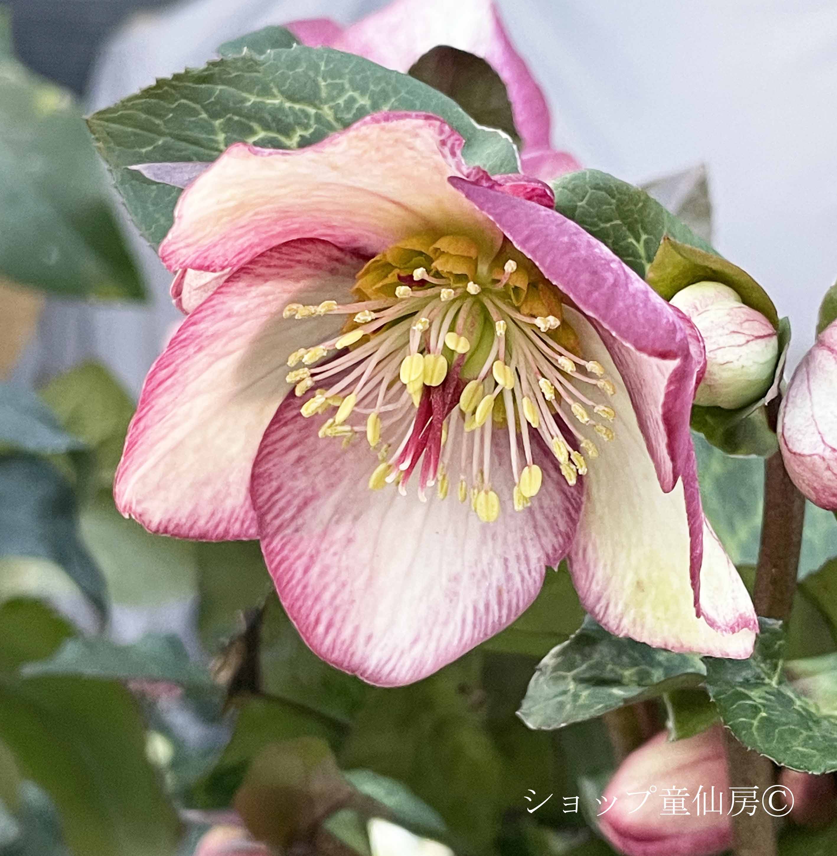 クリスマスローズ,童仙房ナーセリー＆ガーデンのクリスマスローズ,氷の