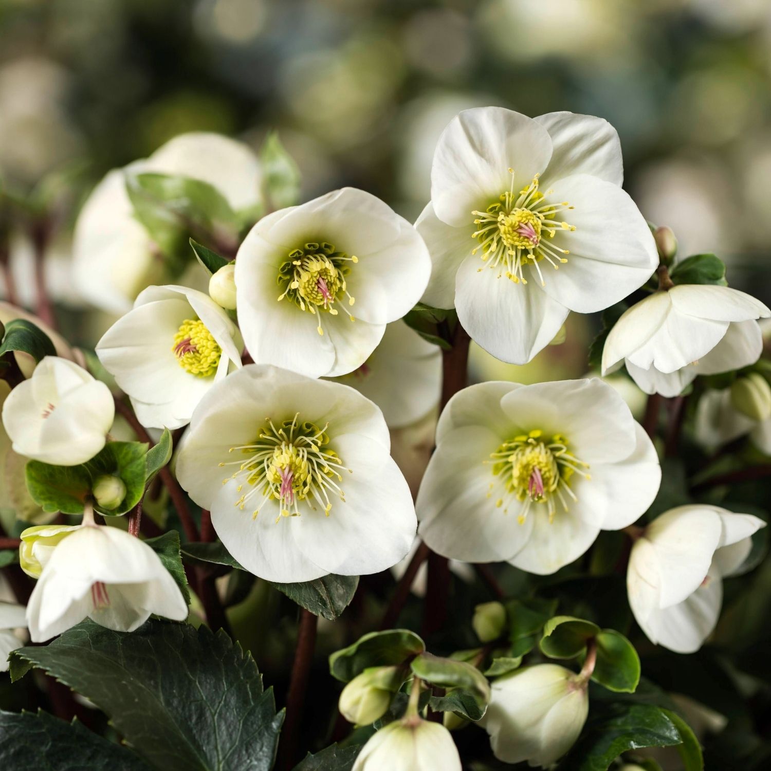 クリスマスローズ,童仙房ナーセリー＆ガーデンのクリスマスローズ,氷の