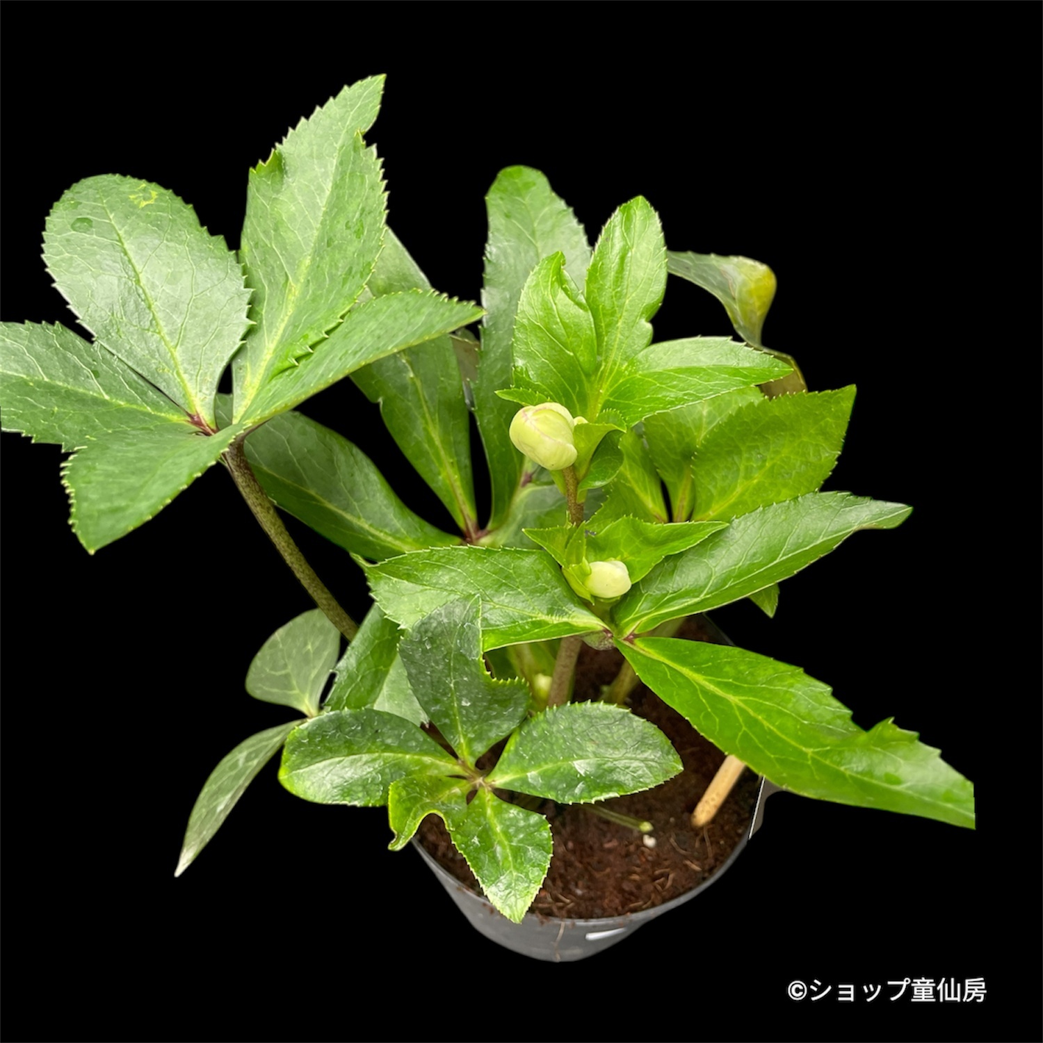 クリスマスローズ,童仙房ナーセリー＆ガーデンのクリスマスローズ,氷の