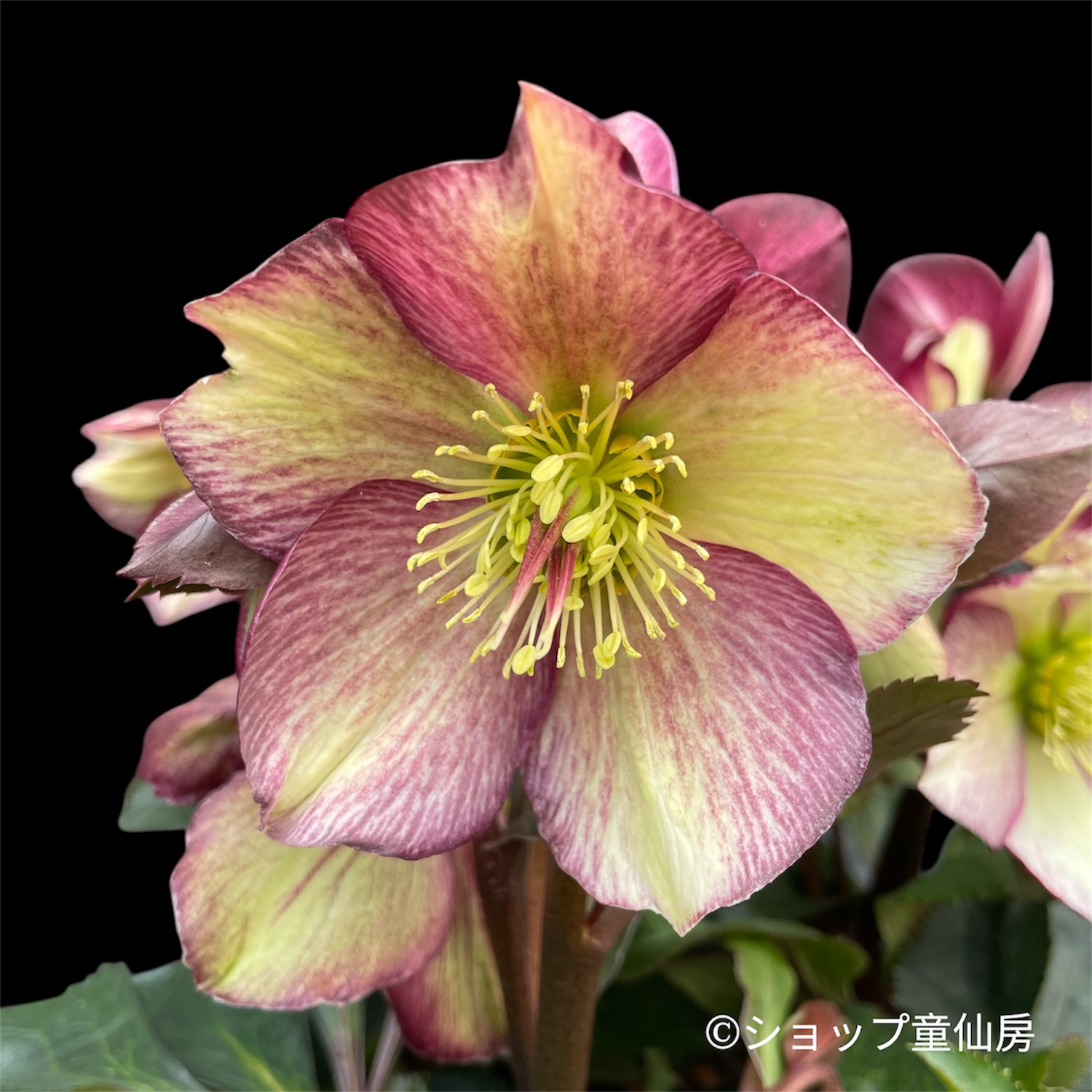 クリスマスローズ,童仙房ナーセリー＆ガーデンのクリスマスローズ,氷の