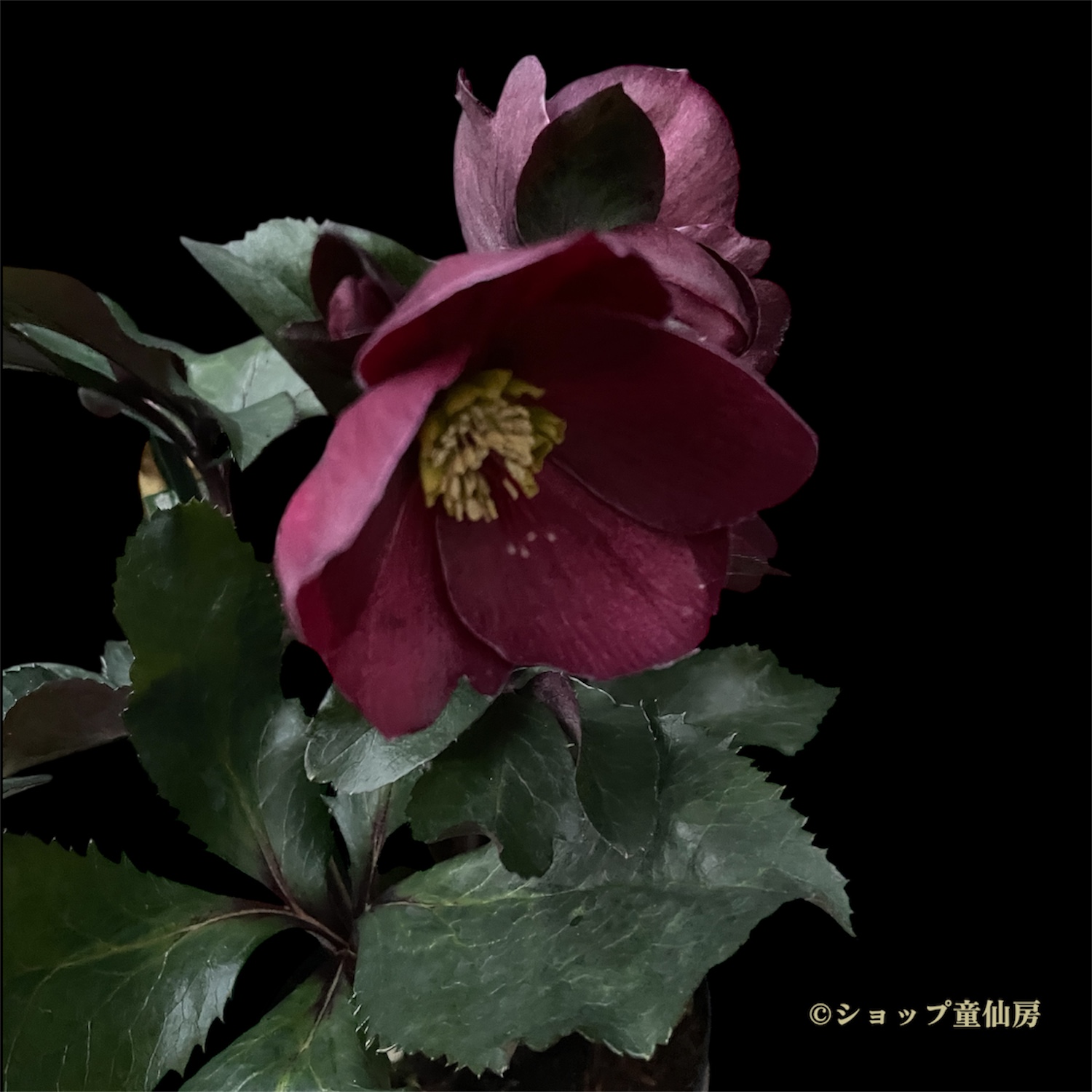 クリスマスローズ,童仙房ナーセリー＆ガーデンのクリスマスローズ,氷の