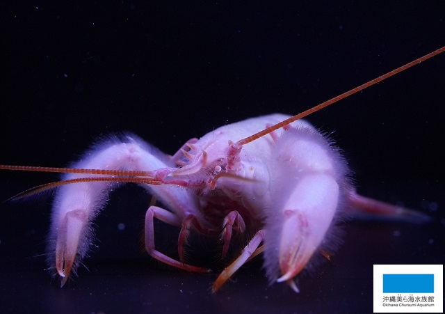 イチオシのエビ「オキナエビ」展示中です！】 | 美ら海だより | 沖縄美