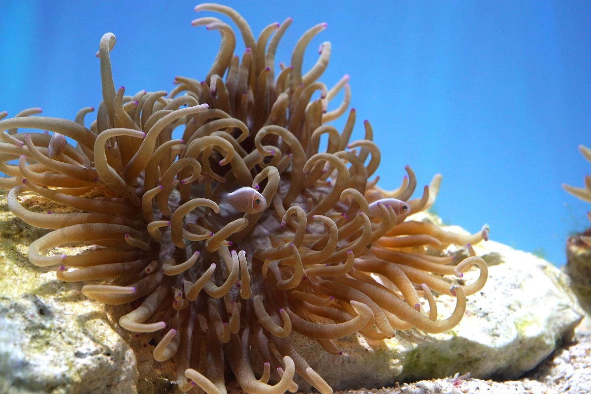 The world's first exhibit of a breeding leathery sea anemone, home