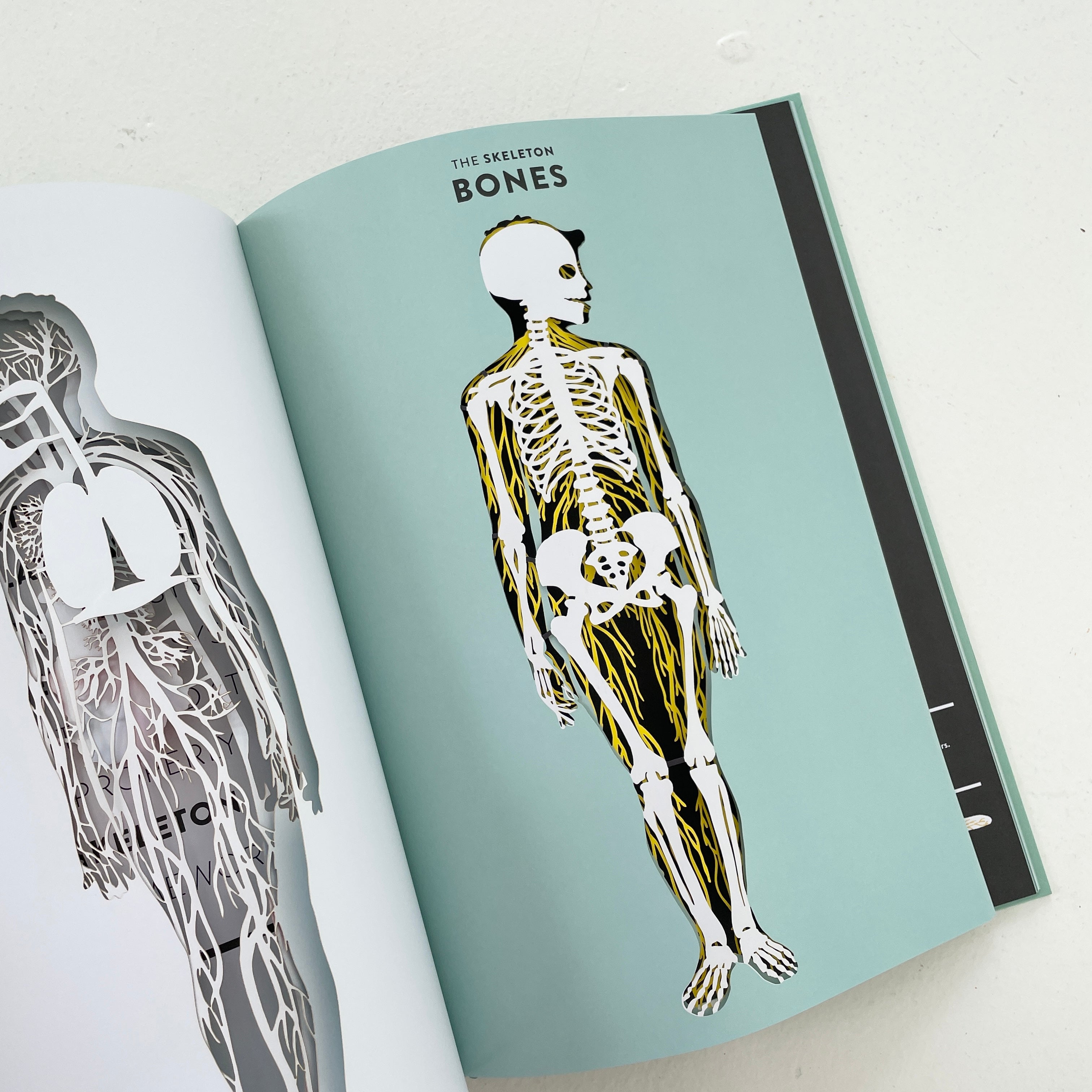 ANATOMY: A CUTAWAY LOOK INSIDE THE HUMAN BODY – Common Circus