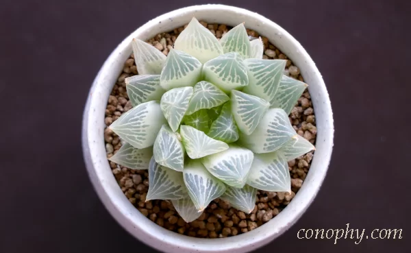 糊斑のハオルチア(白蛇伝・白銀の露など)の購入時の注意点/派手斑や全